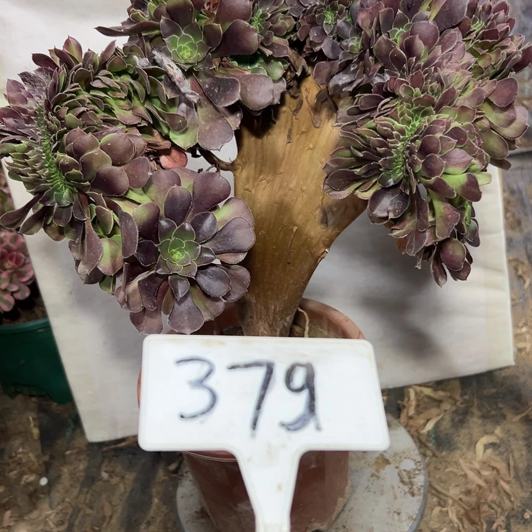 多肉植物玫瑰缀花379