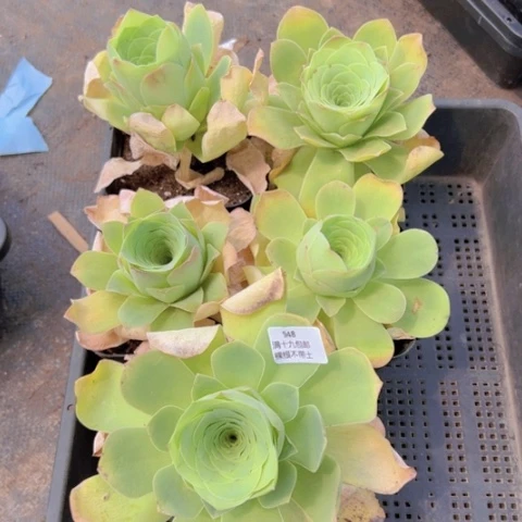 948 裸根不带土发货福利