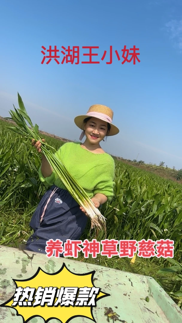 野茨菇苗种 养虾神草茨菰水草挺水植物净化水质