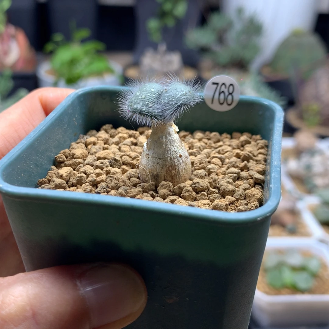 毛叶石蒜多肉带盆768