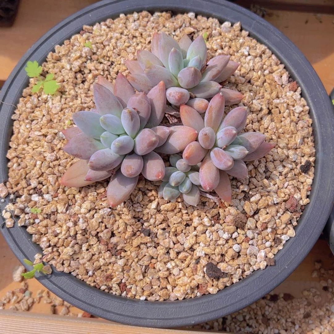 沐***美沐美 哥特不带盆寄养