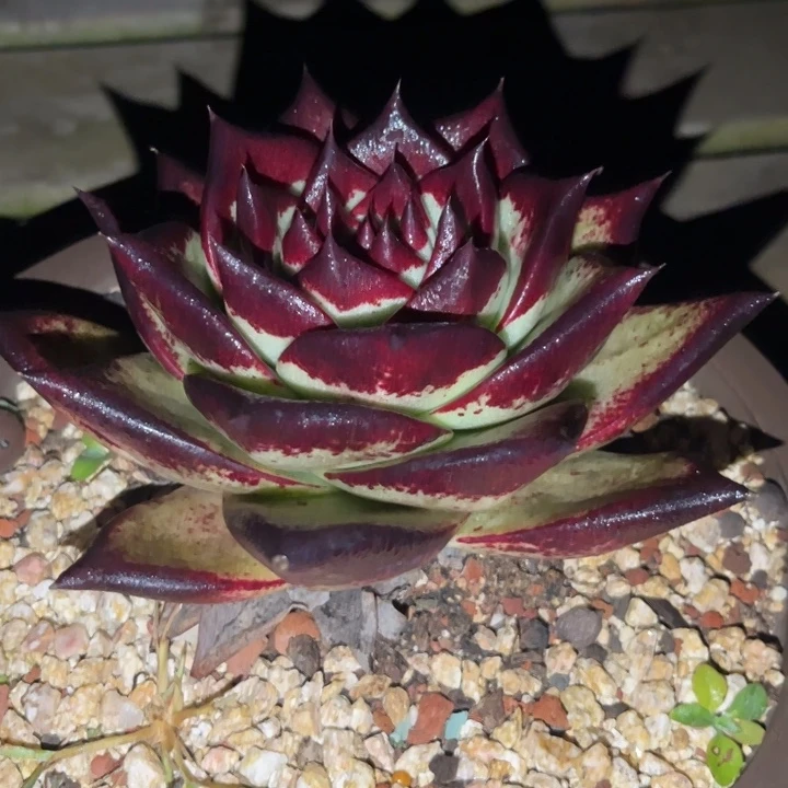 特好看宽叶1111111111