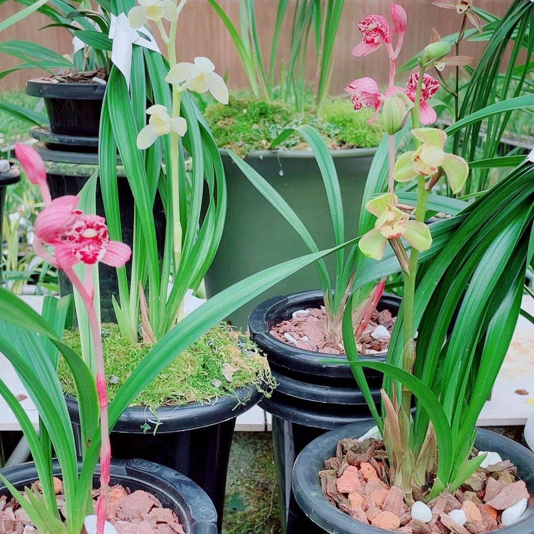 u***5完全开放一物一漂亮开花