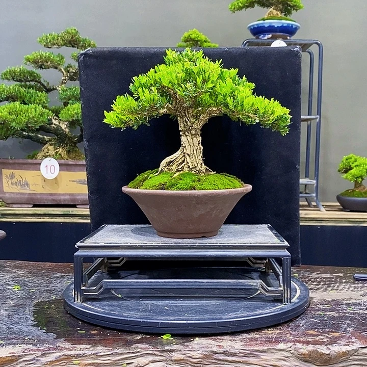 无花朵M黄杨盆景四季常青