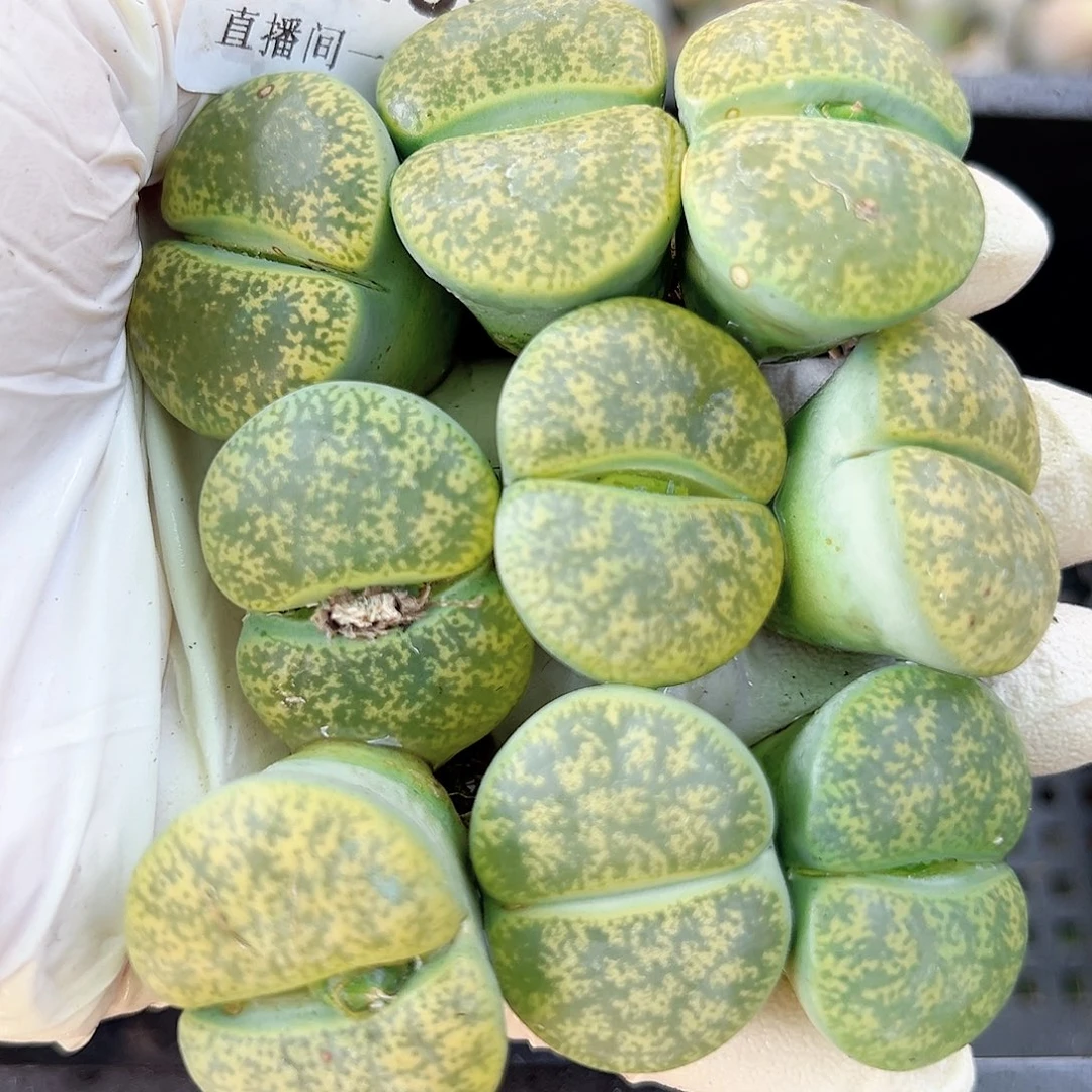 8626 好养易活生石花大母本9个