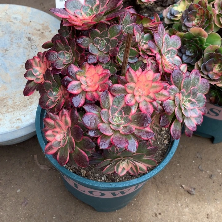 494黑膜锦多肉植物特价