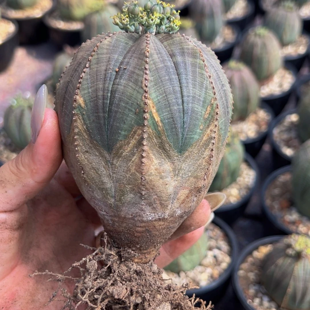 s****）m猪猪姐姐专拍欧系布纹球