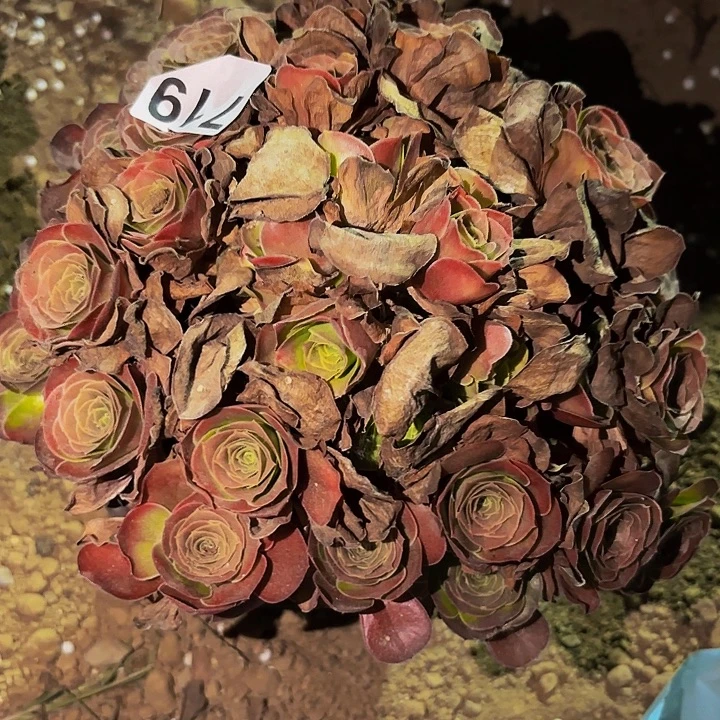 719魅金多肉植物不售后