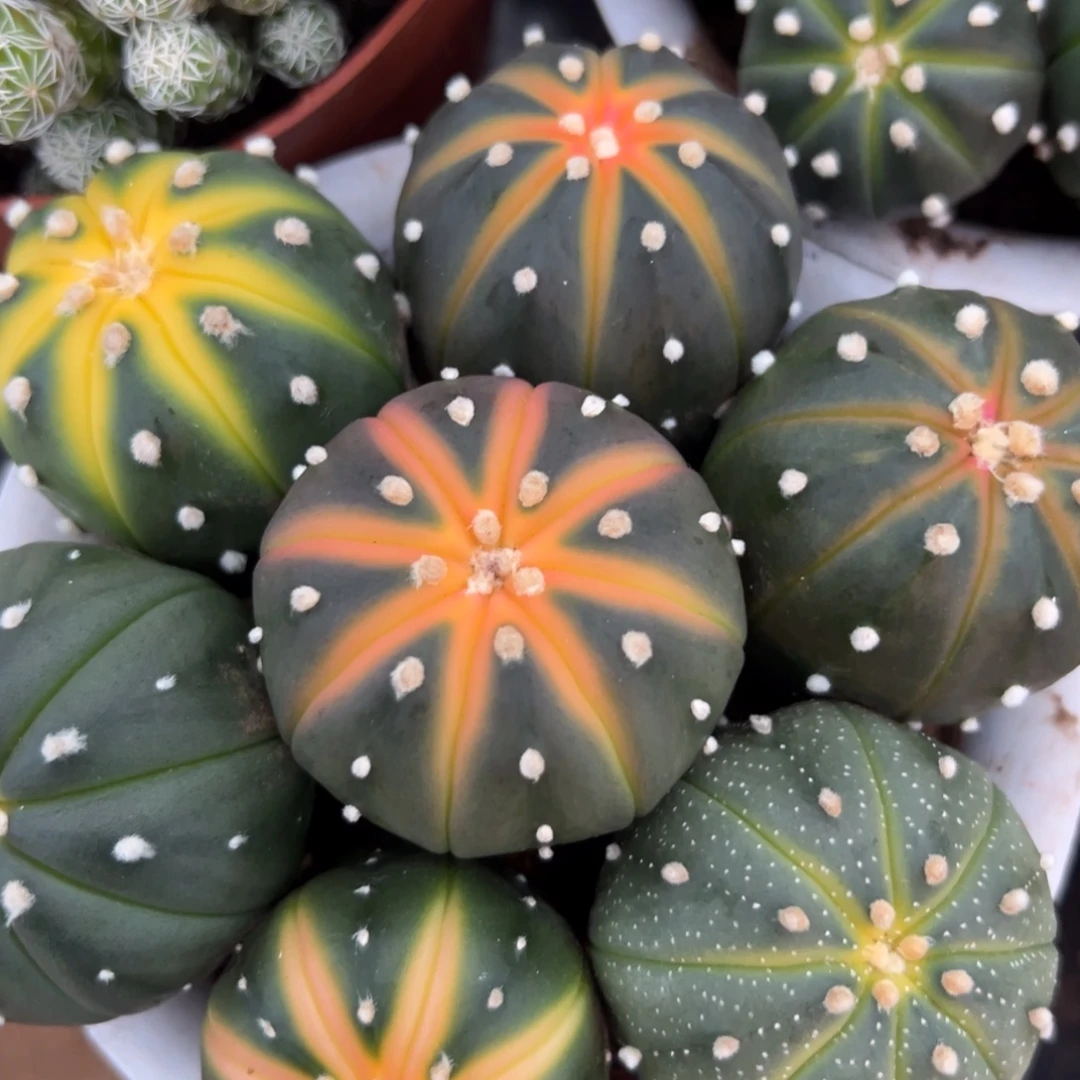 再***局零零落落 零零落落