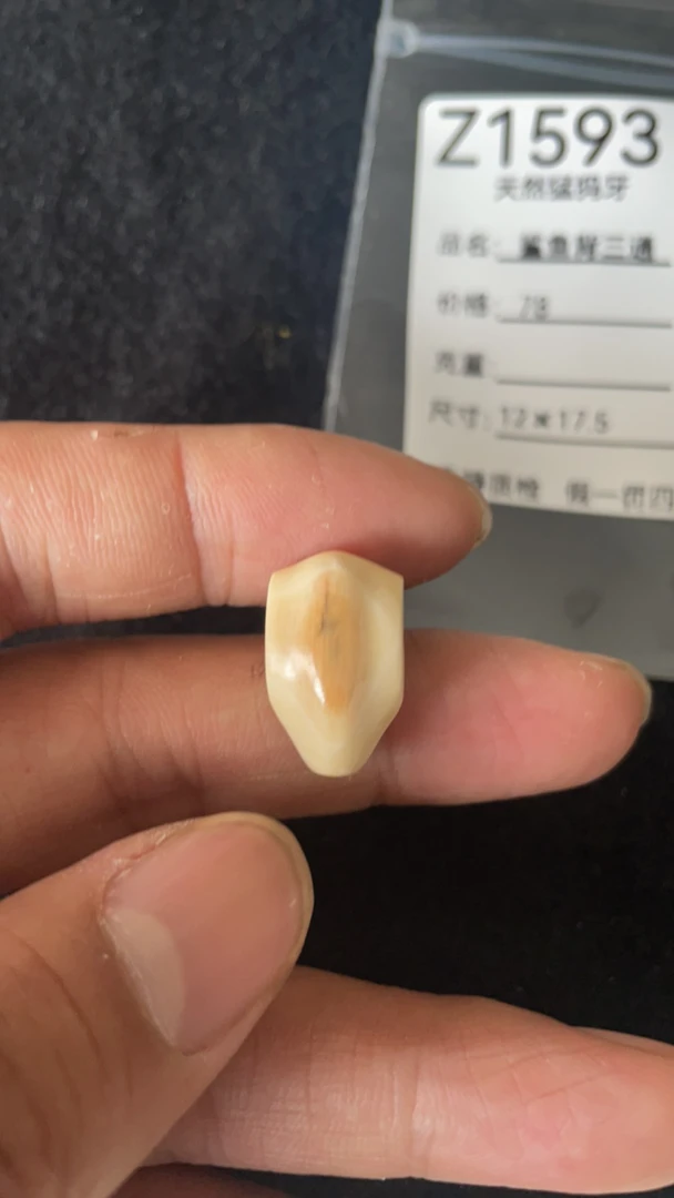 Z1593天然猛犸牙鲨鱼背配饰三通