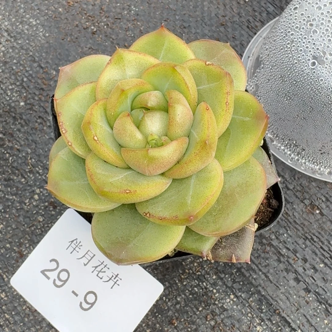 翡翠珍妮一颗量拍29-9