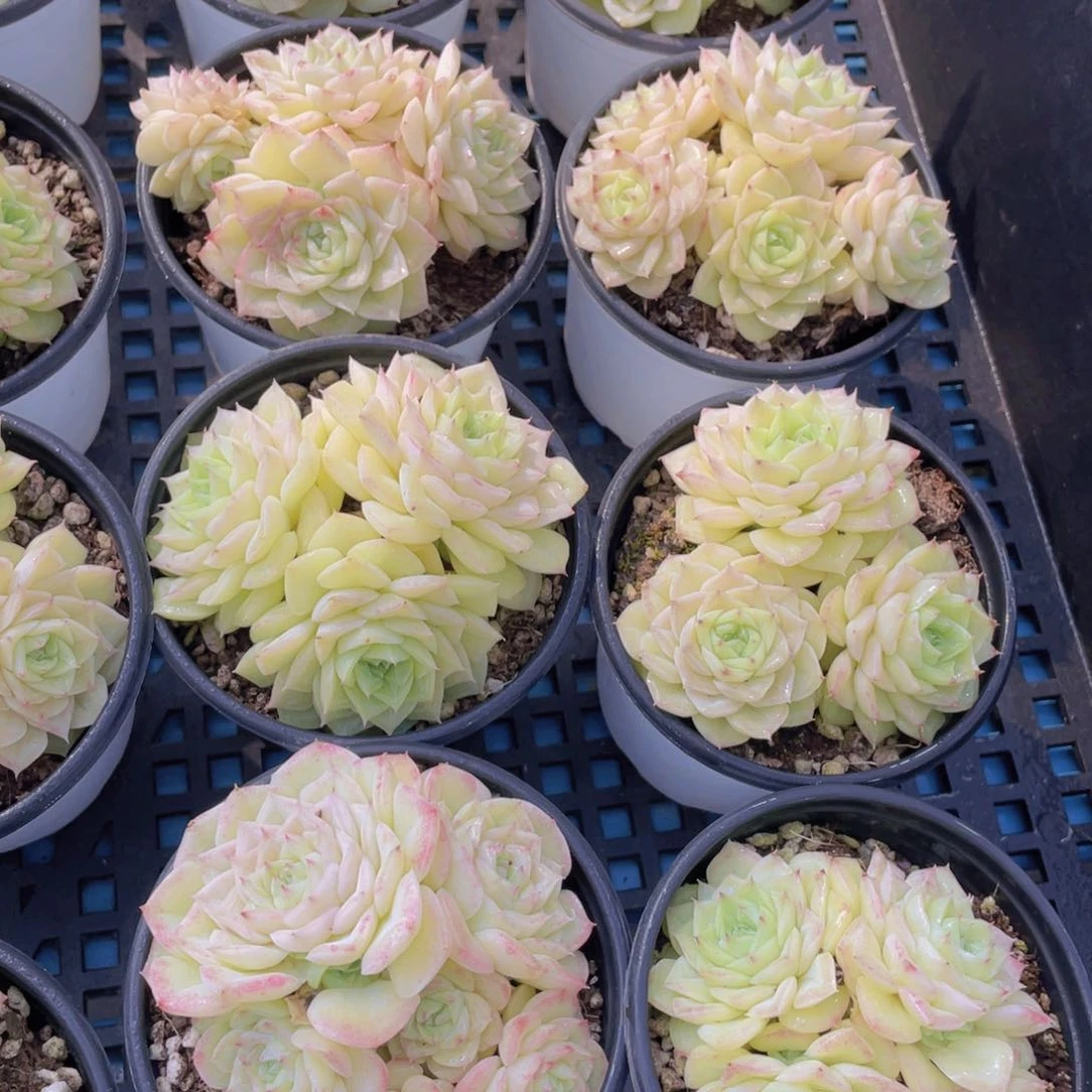 量拍5号珍妮果冻白天鹅群一个