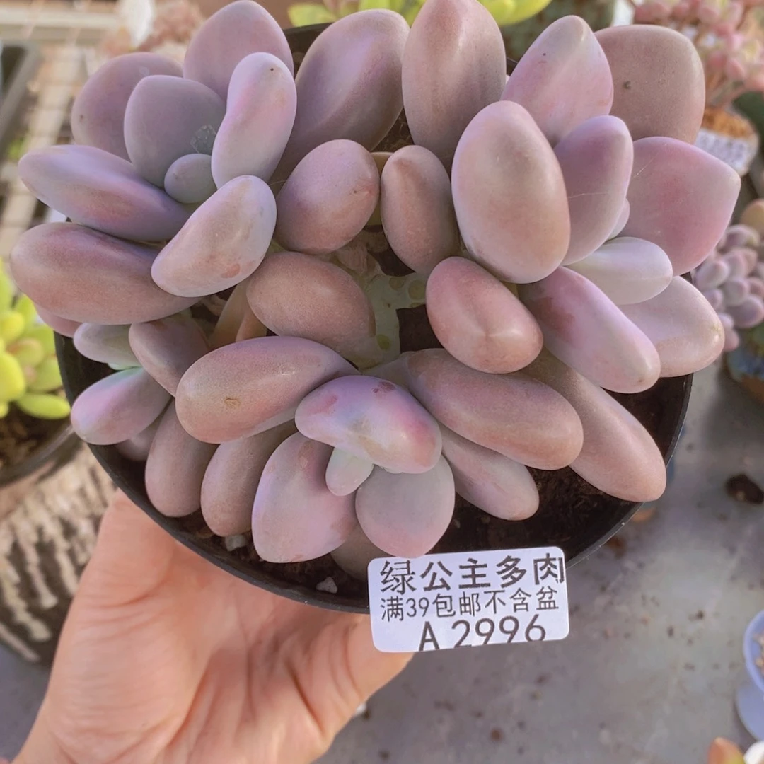 桃蛋13cm2996多肉植物