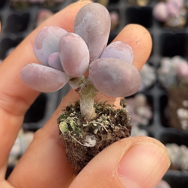 一我一拍满18包邮