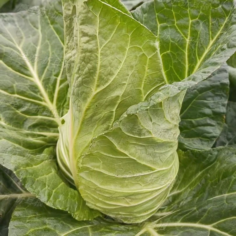 农家种植脆嫩爽口牛心包菜鸡心白牛心甘蓝生鲜蔬菜