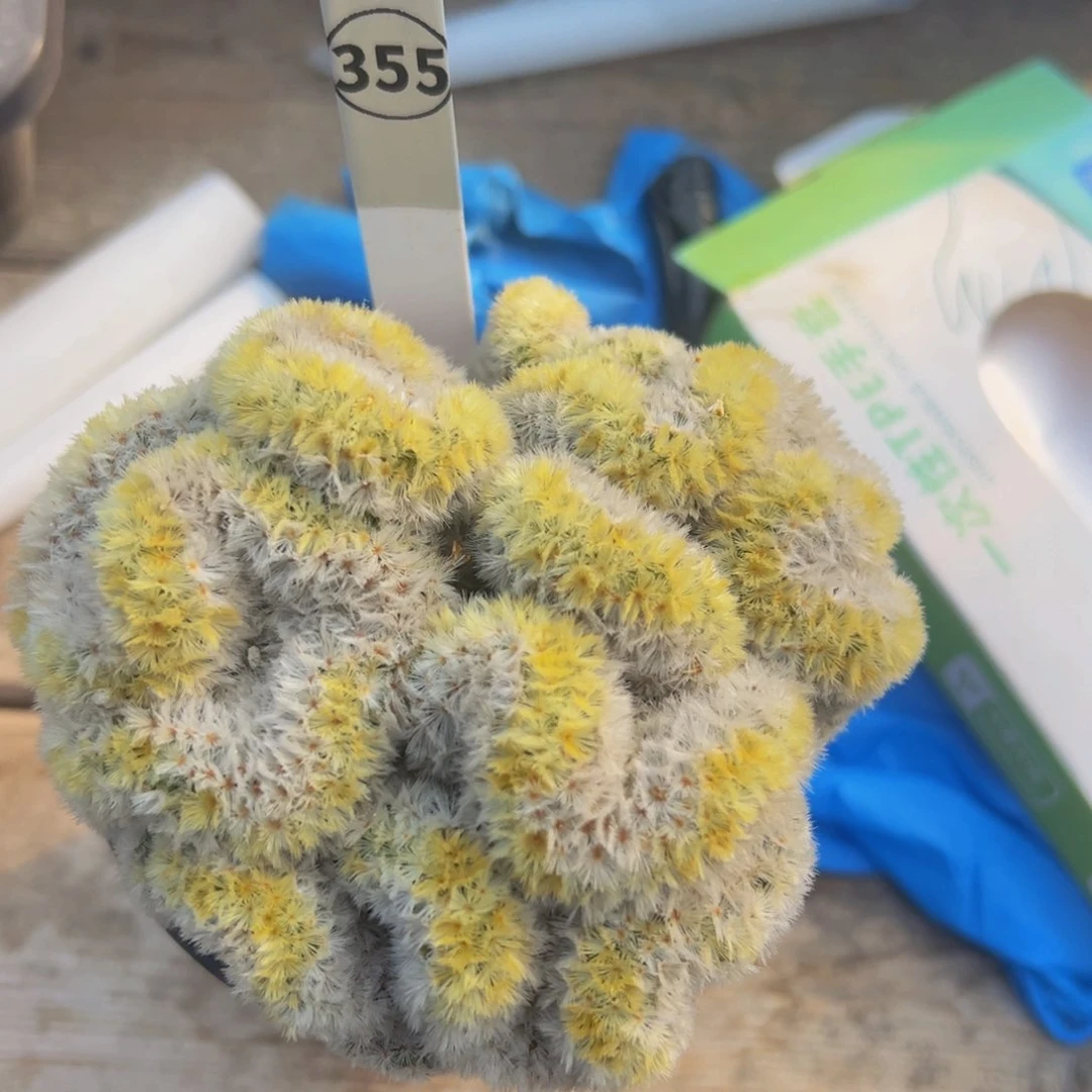 老**物仙人球多肉植物带盆土