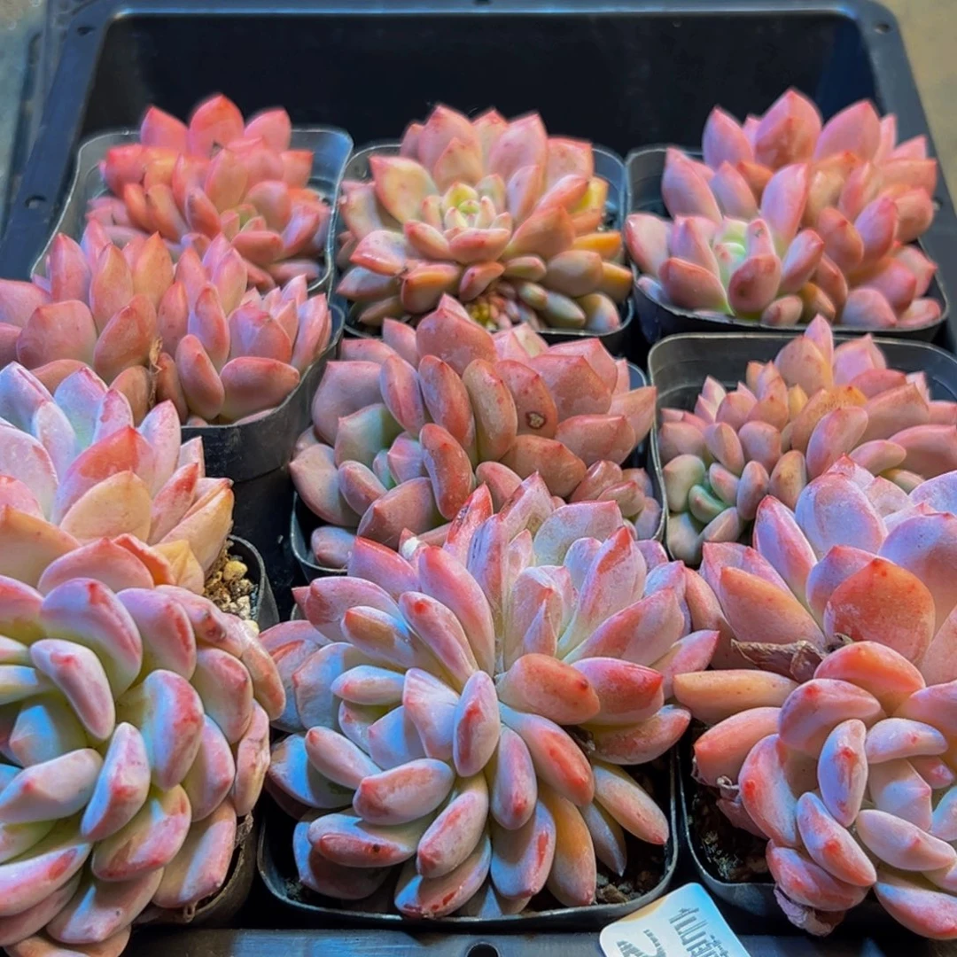 月****290多肉的小龙虾都有吃过