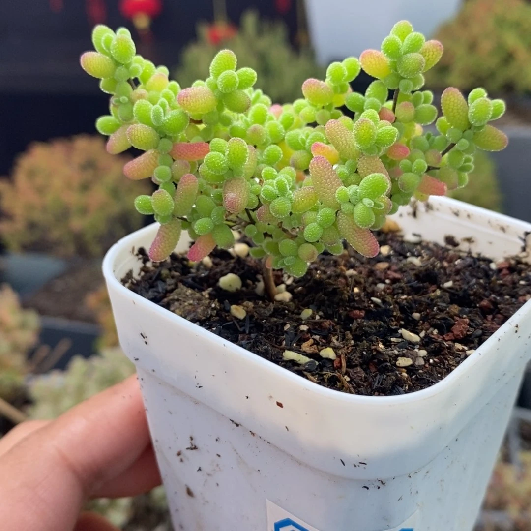 904号蜜橘糖球枝干