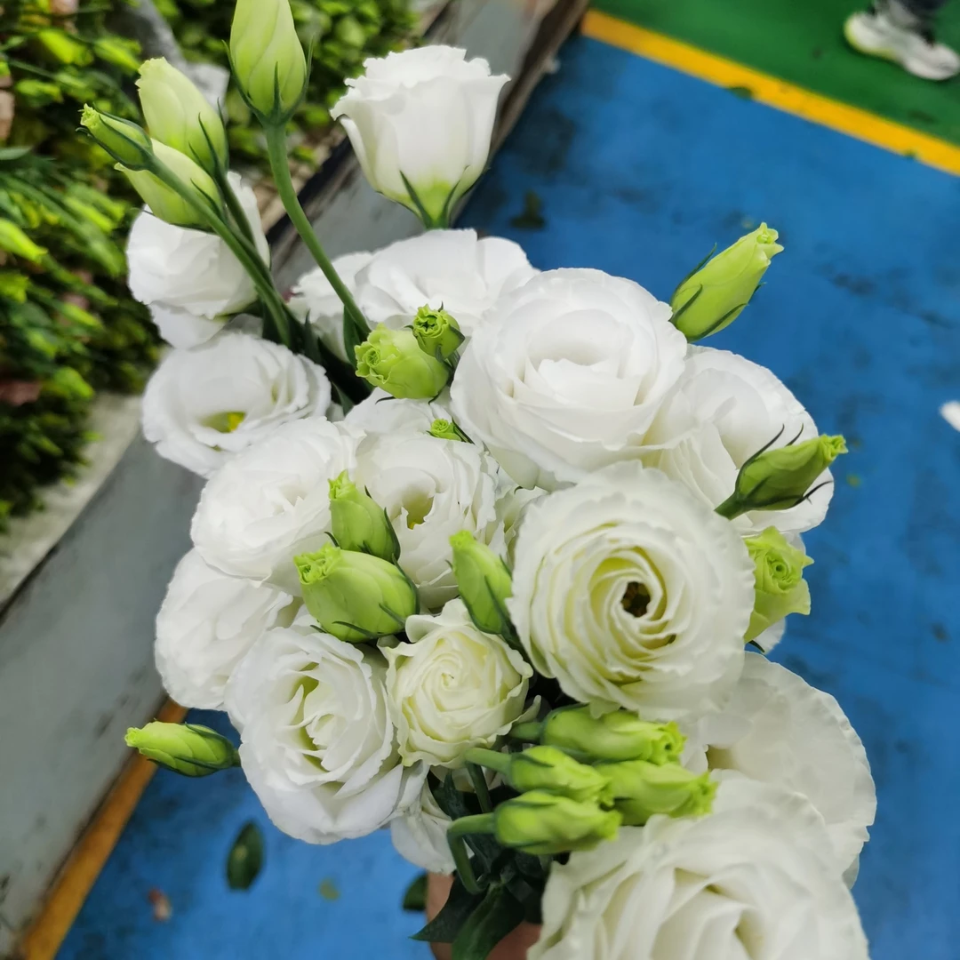 白色洋桔梗云南昆明直发家庭水养鲜切花手捧花鲜花