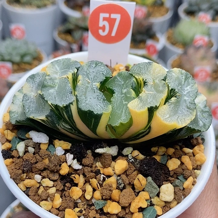 57广重玉扇锦11111