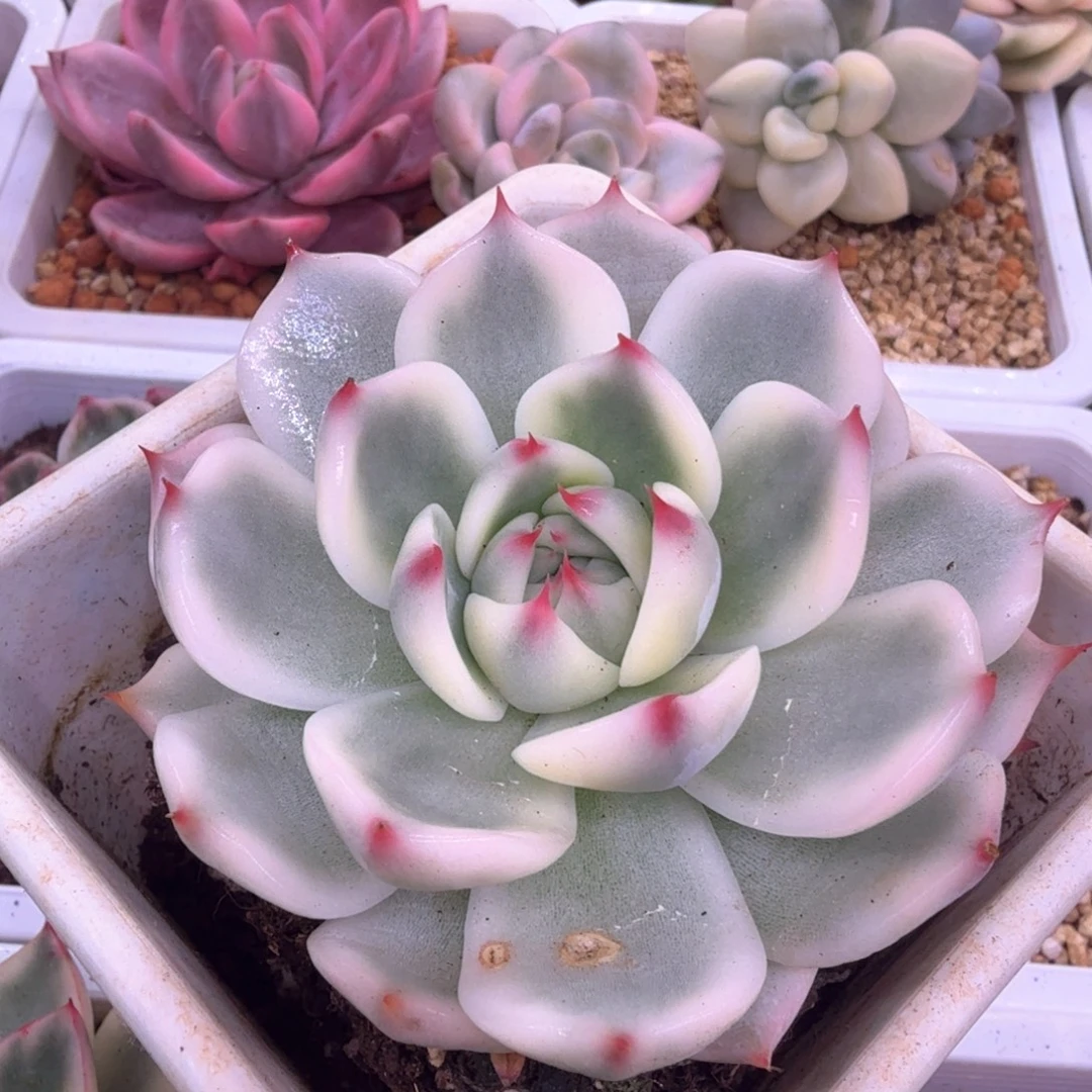 明***虚无花朵空虚吉娃娃锦7