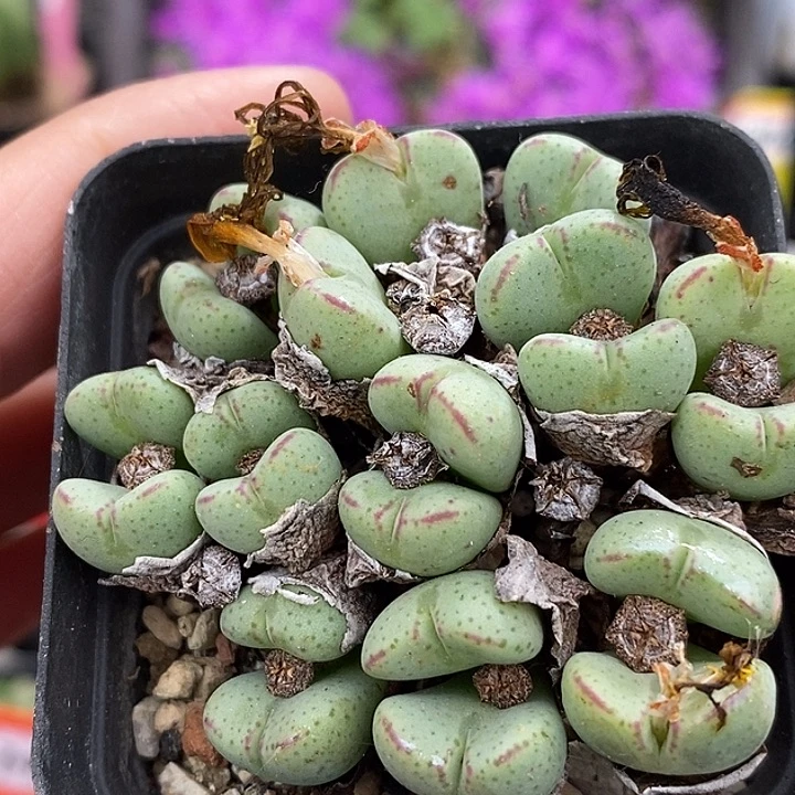 摸摸摸摸摸摸摸5011