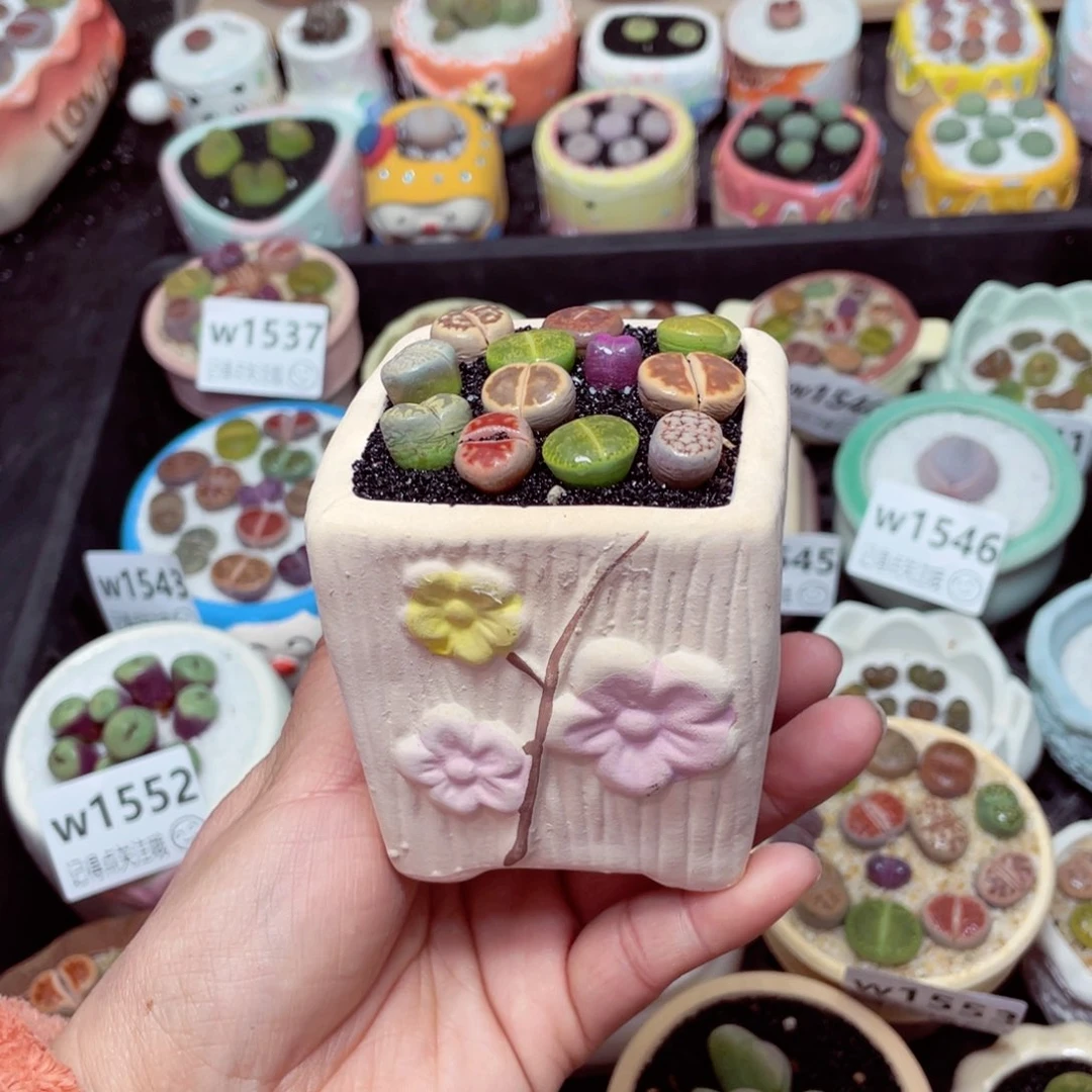 w1561 -零下地区拍保温箱-15支持寄养