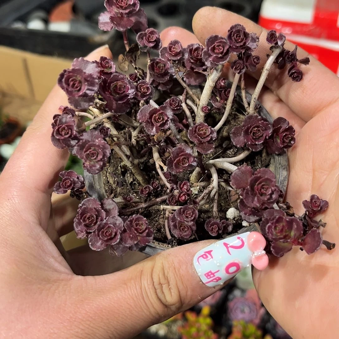 小球玫瑰单头发货有根
