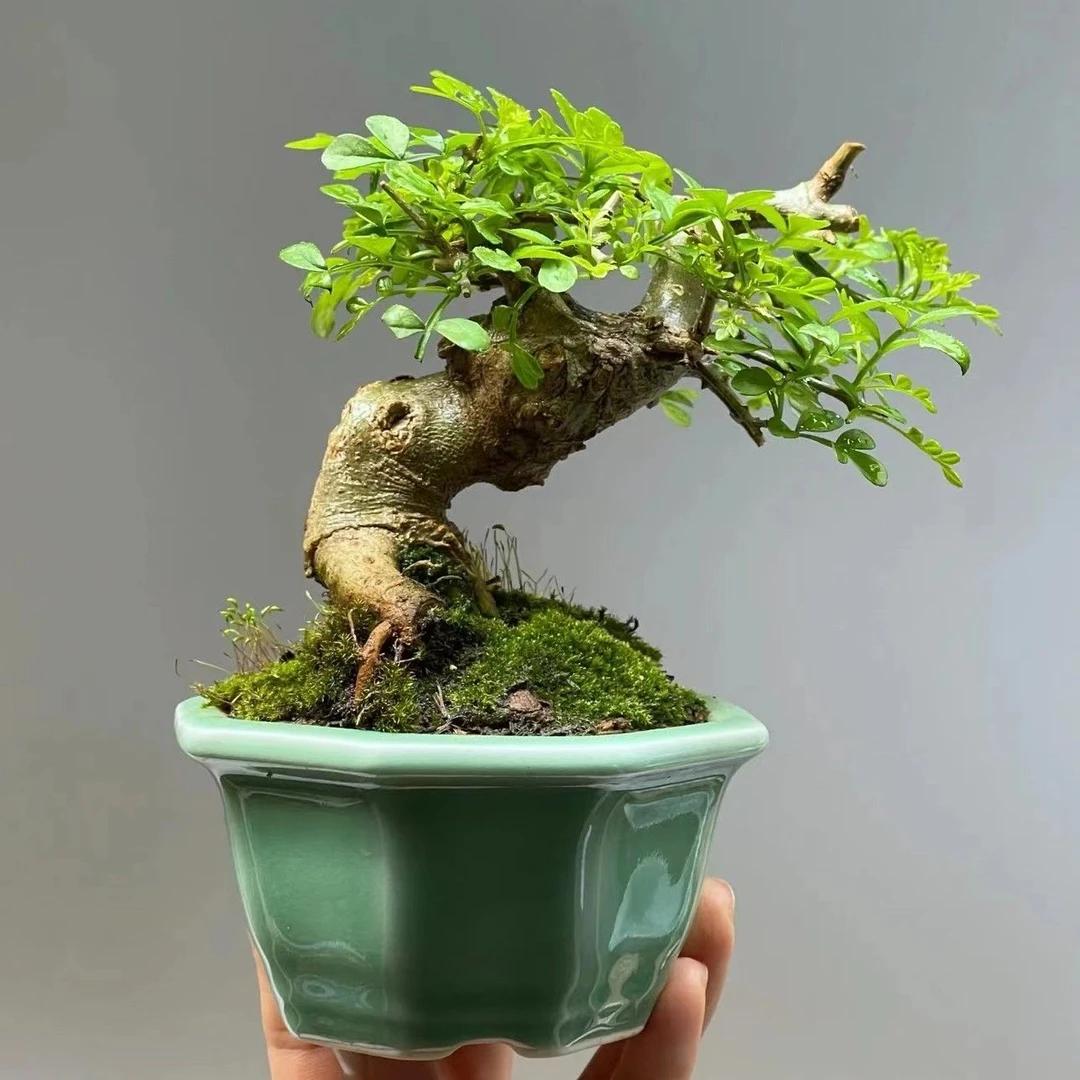 对节白蜡矮霸老桩掌中宝盆景中式小盆栽茶台观叶观骨架植物