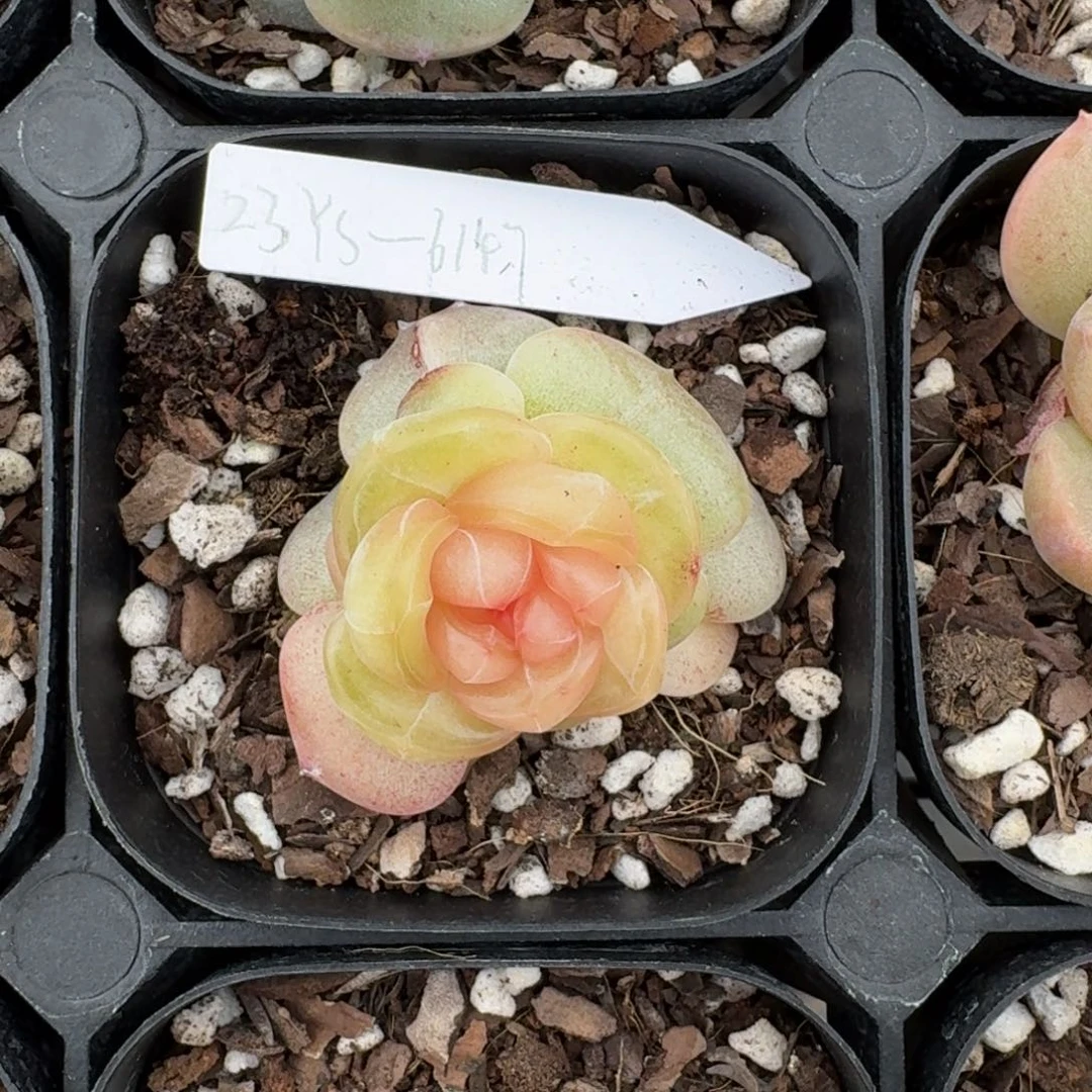 0223-63-6147（01）