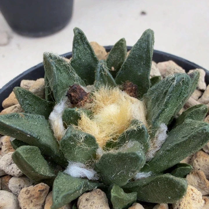 阿赞比的短尤龙角