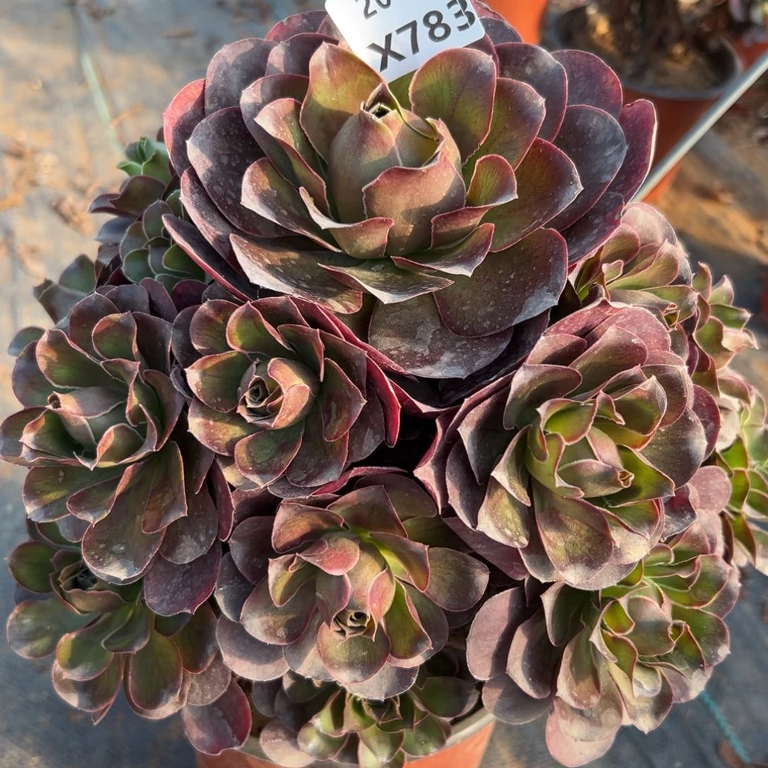 783魅金，满20包邮嘟叮熊