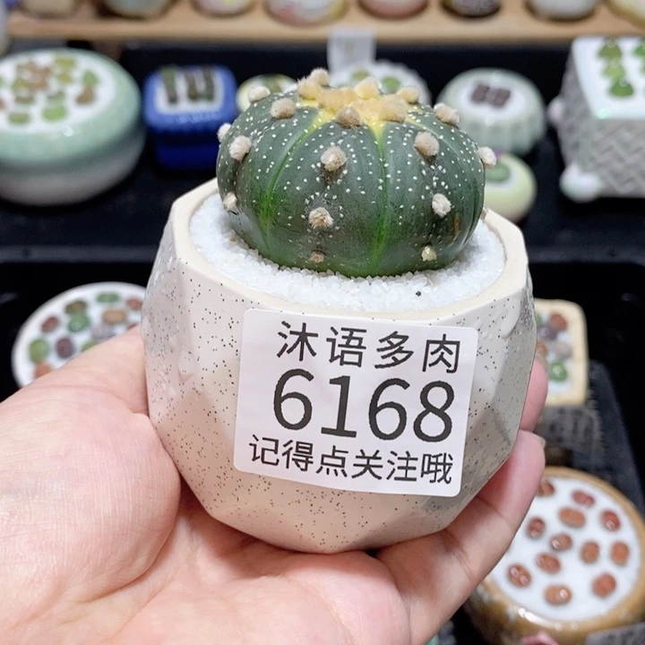 带盆土发货 精美盆栽6168