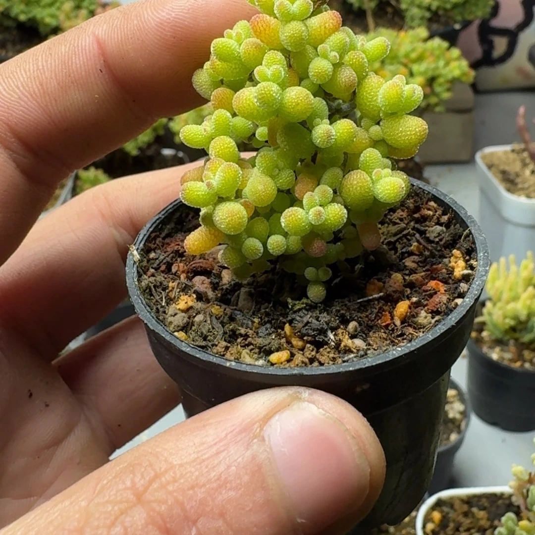 金桔 多肉植物枝干