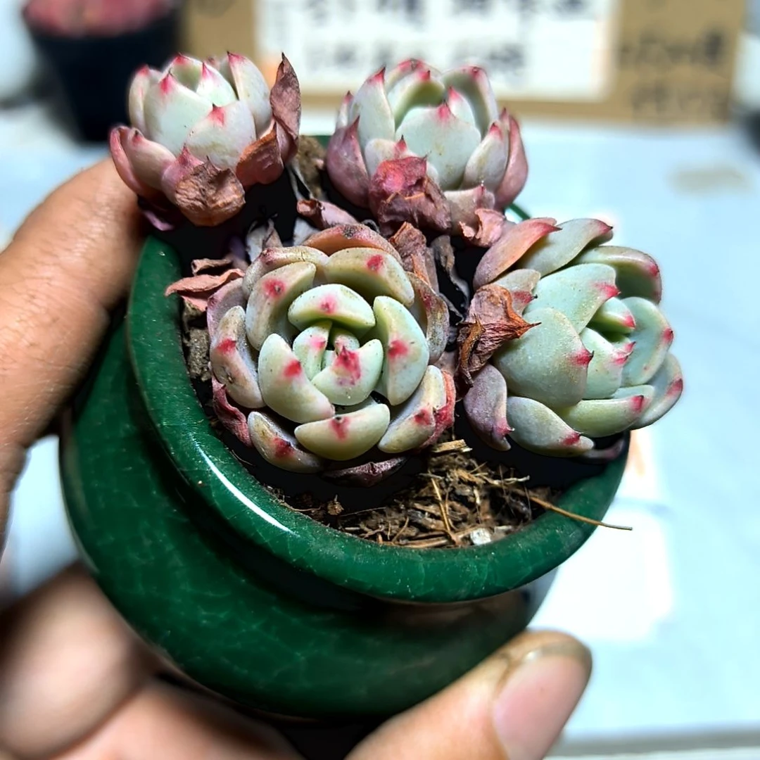 满6元包邮，娜娜小沟老苗群