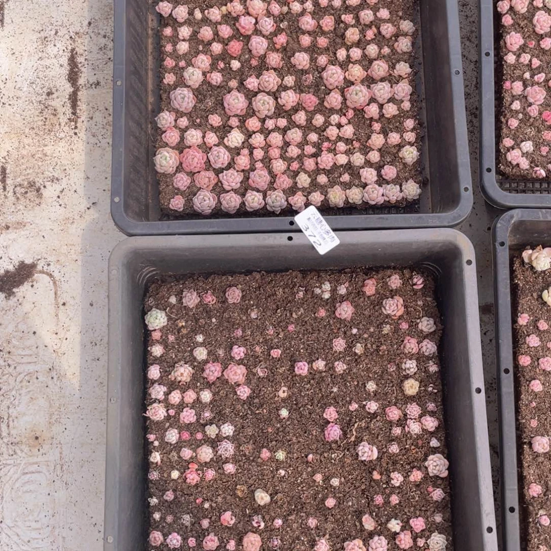 云糖心多肉植物372