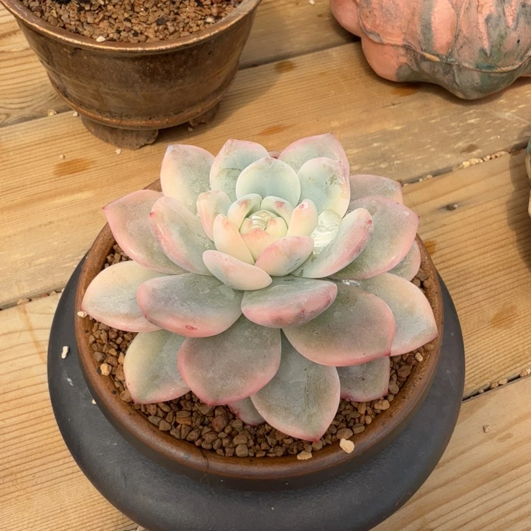 星影 安吉园艺锦锦
