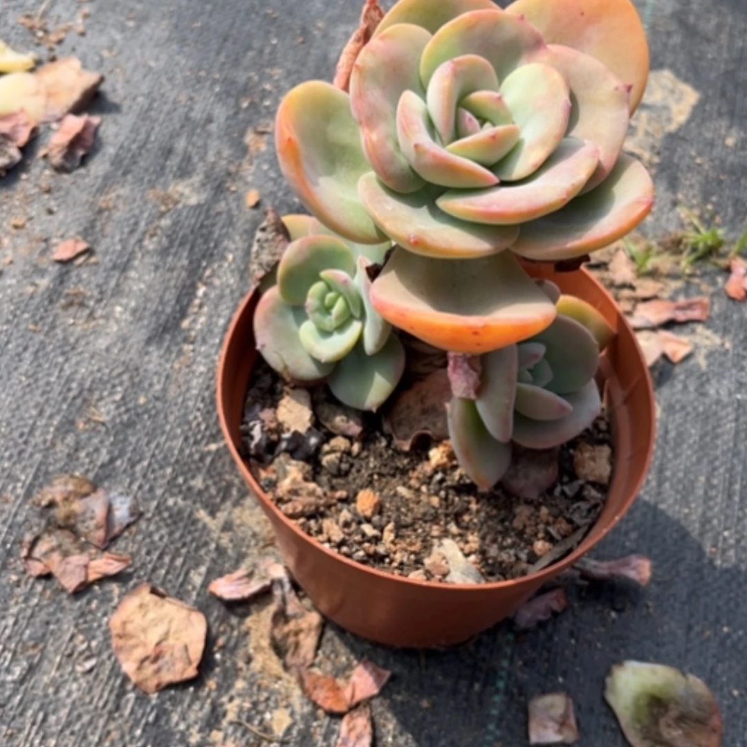 【闪购商品】财*白凤