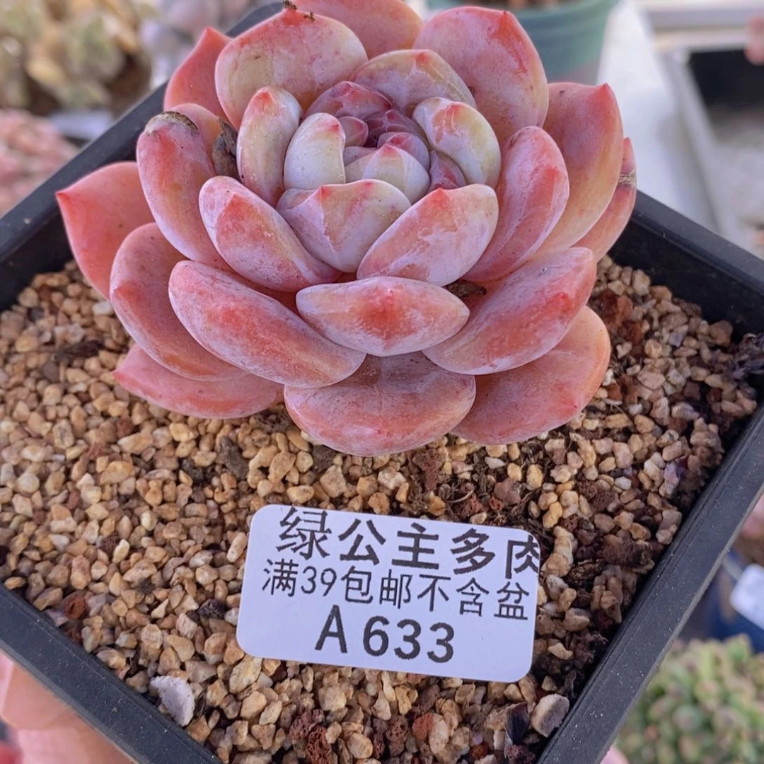 橙子单头633多肉植物