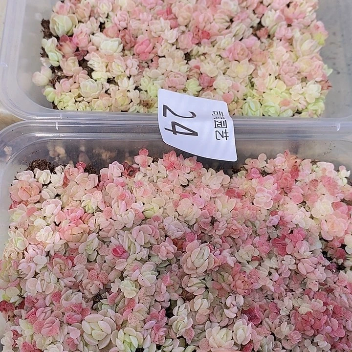 24 多肉植物盆栽花卉植物