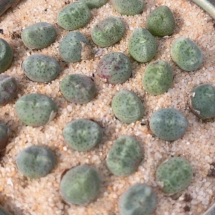 7505绿豆糕一颗   限购一颗