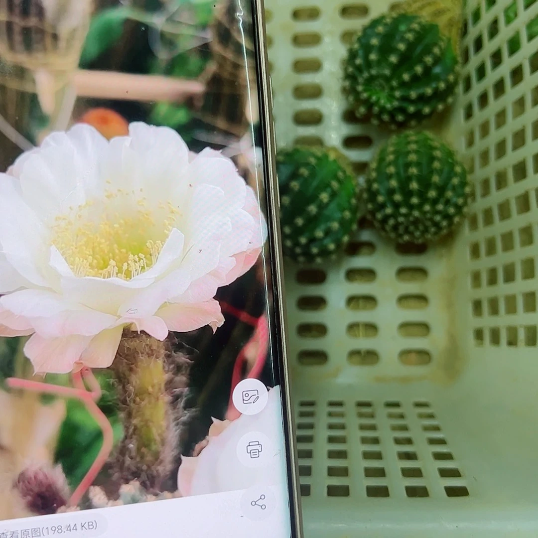 白娇媚侧芽00000