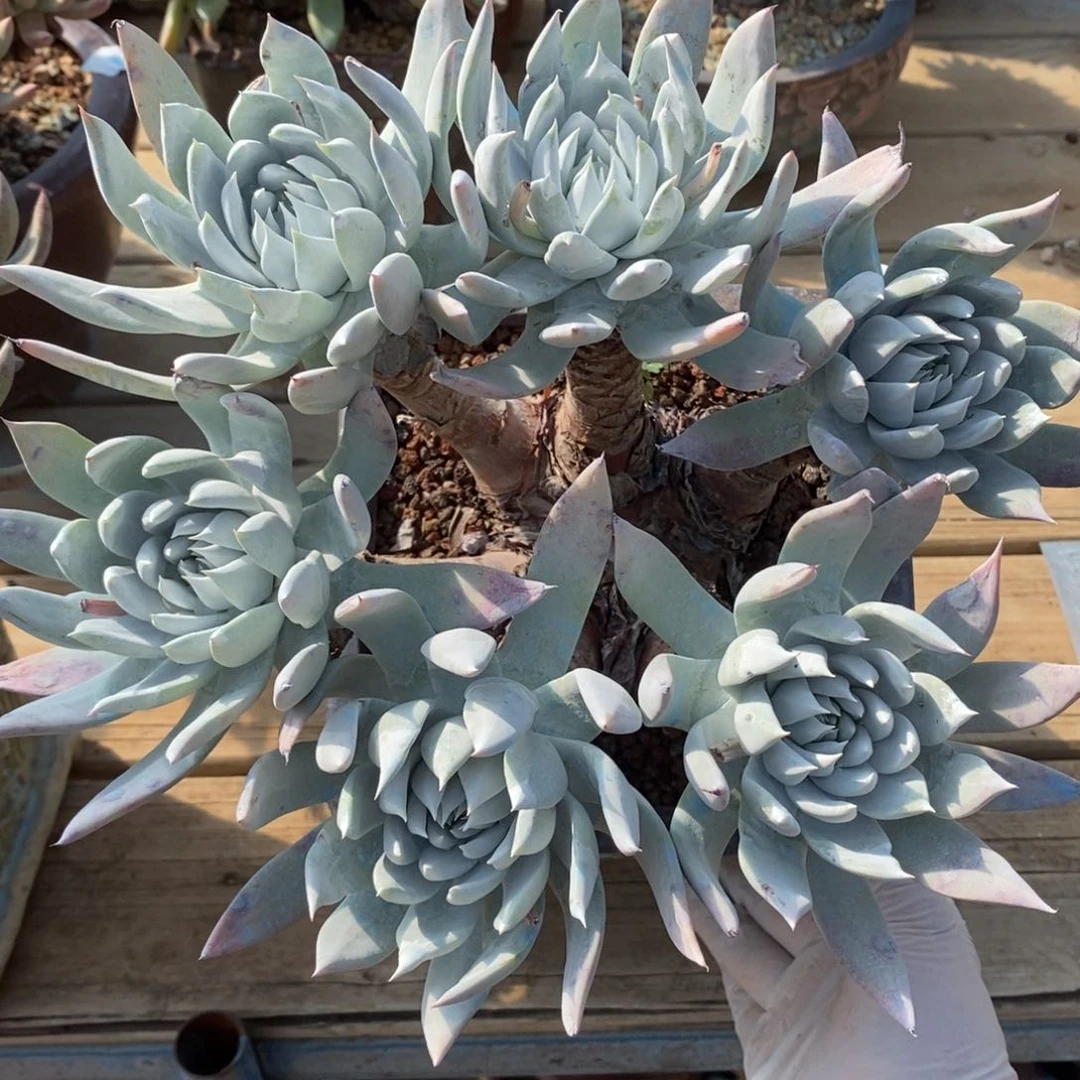 8号牡丹苹果叶大花朵