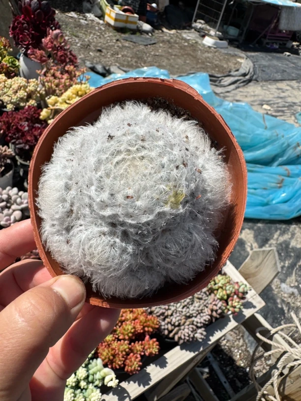 白星群生多肉植物