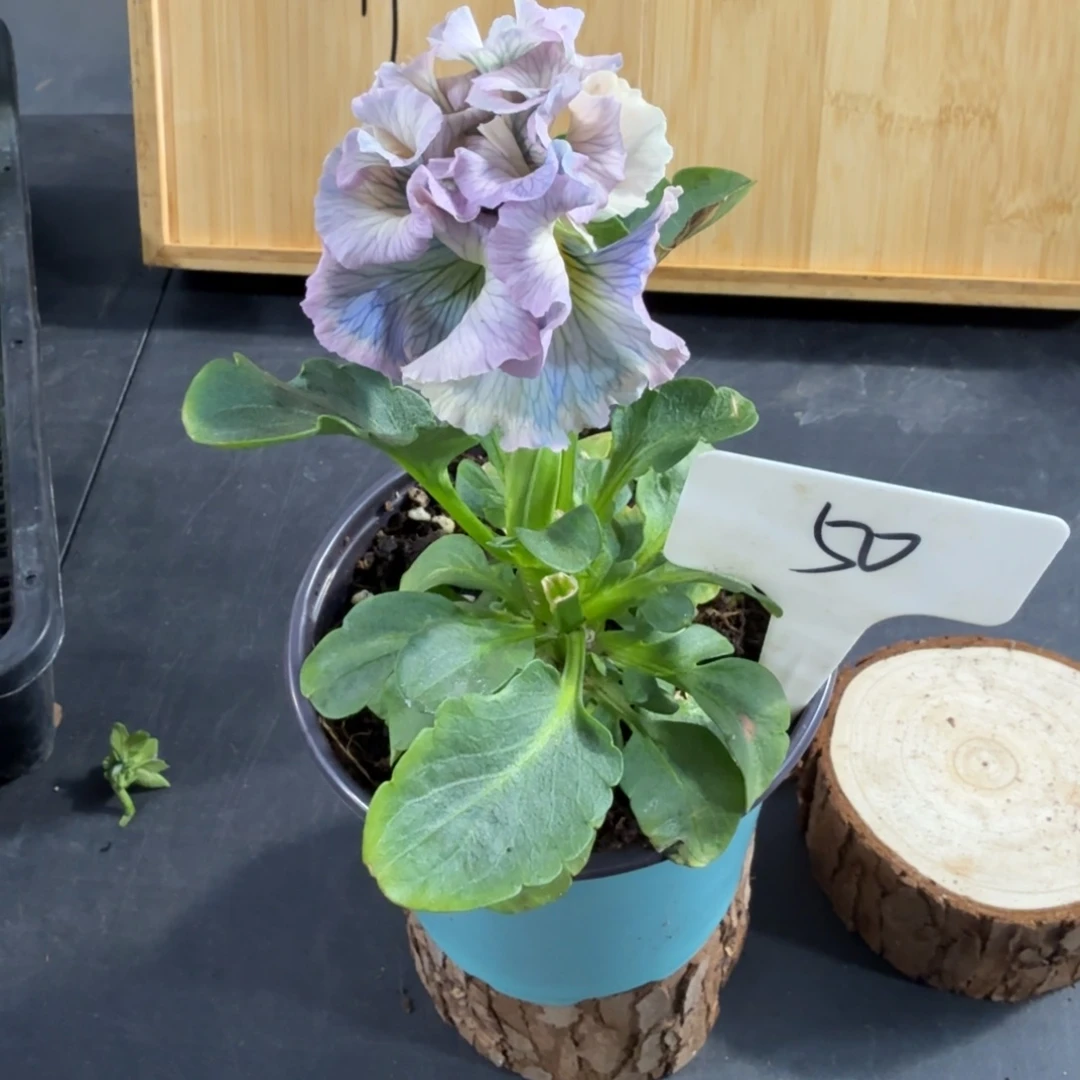 完全开放洛可可礼服50