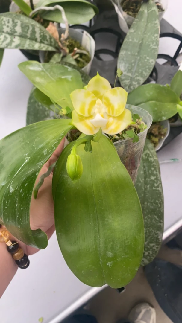 蝴蝶兰弥陀绿老虎3.5杯 （花剑）