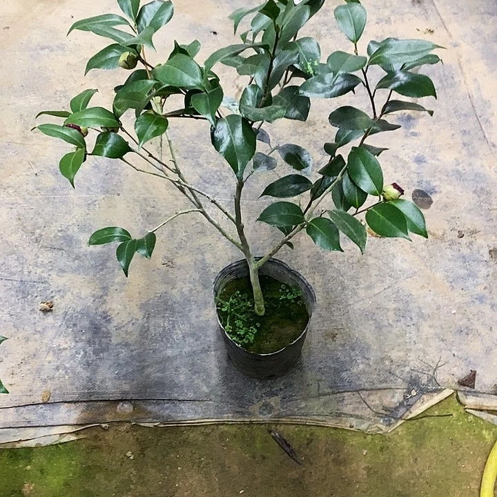 云斑。  茶花。