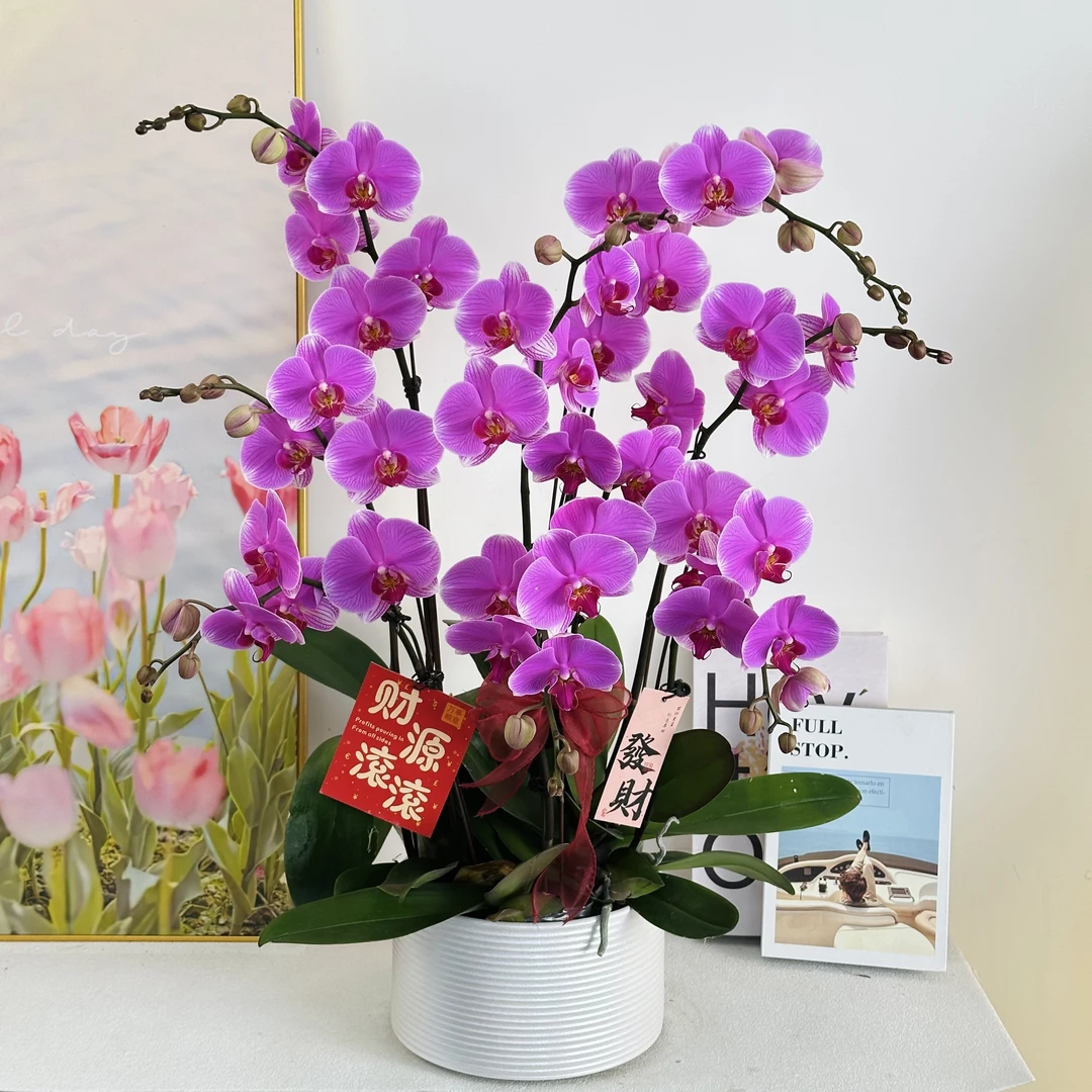 【海洋之星】室内蝴蝶兰花盆栽  年宵花  懒人绿植  送人送礼