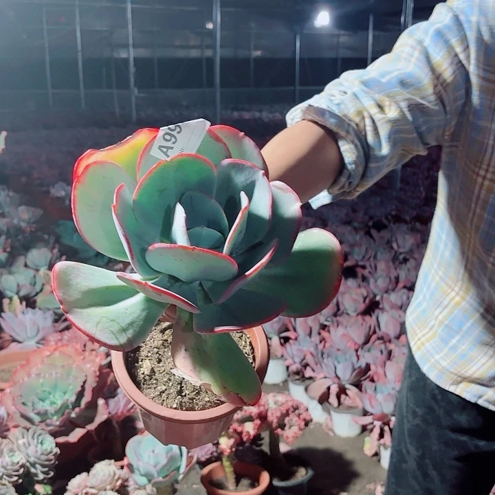 柠***檬瑞蝶多肉多肉995号