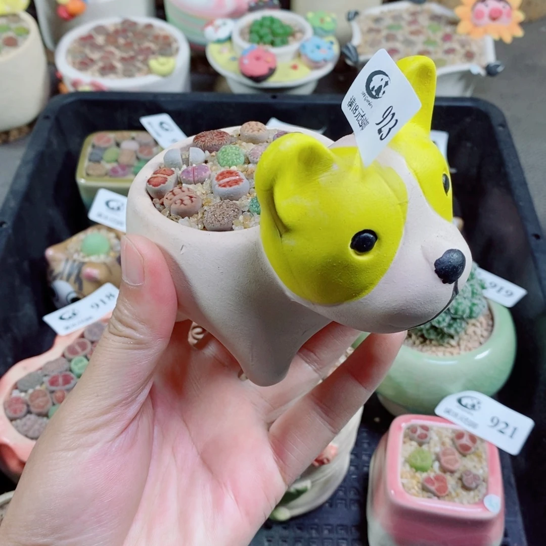 生石花花花花花花花923